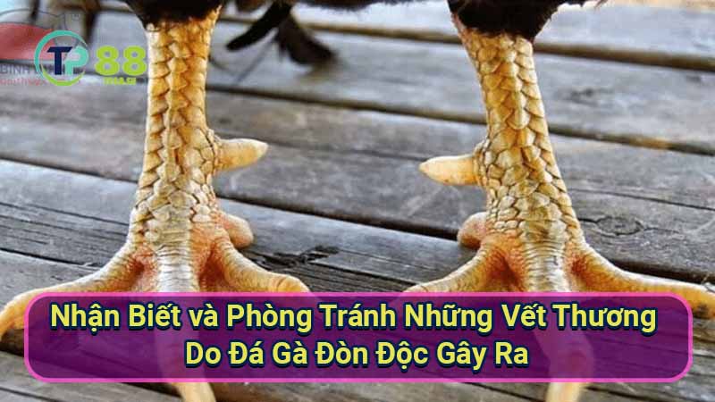 Xu hướng màu mạng đá gà online: Cẩm nang cho người chơi 3 y-nghia-tam-linh-va-phong-thuy-cua-mau-mang-da-ga