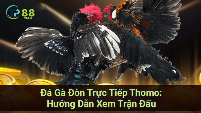 Đá Gà Đòn Trực Tiếp Thomo: Xem Đòn & Kết Quả Mới Nhất 2 da-ga-don-truc-tiep-thomo:-huong-dan-xem-tran-dau