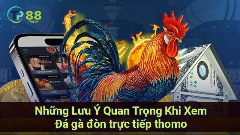Đá Gà Đòn Trực Tiếp Thomo: Xem Đòn & Kết Quả Mới Nhất 3 nhung-luu-y-quan-trong-khi-xem-da-ga-don-truc-tiep-thomo